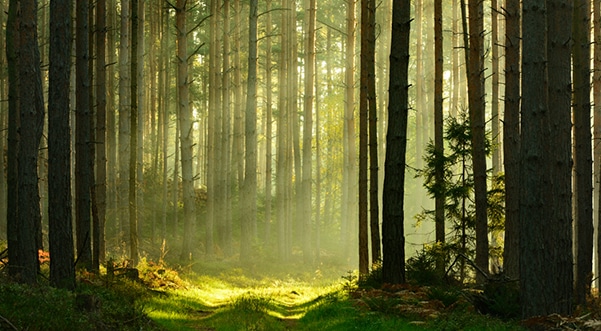 Tett skog med lys som slipper gjennom stammene